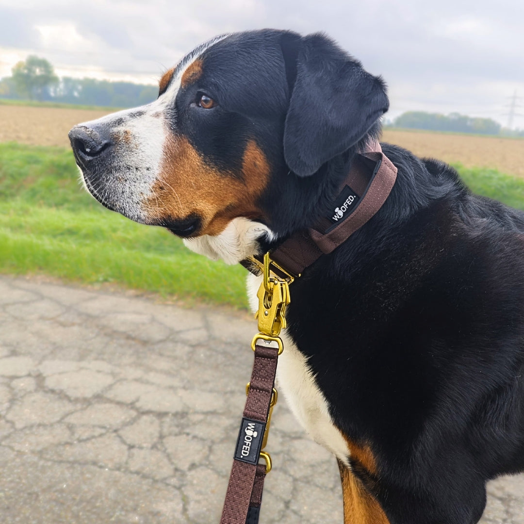 taktische Nylon Führleine Dark Brown