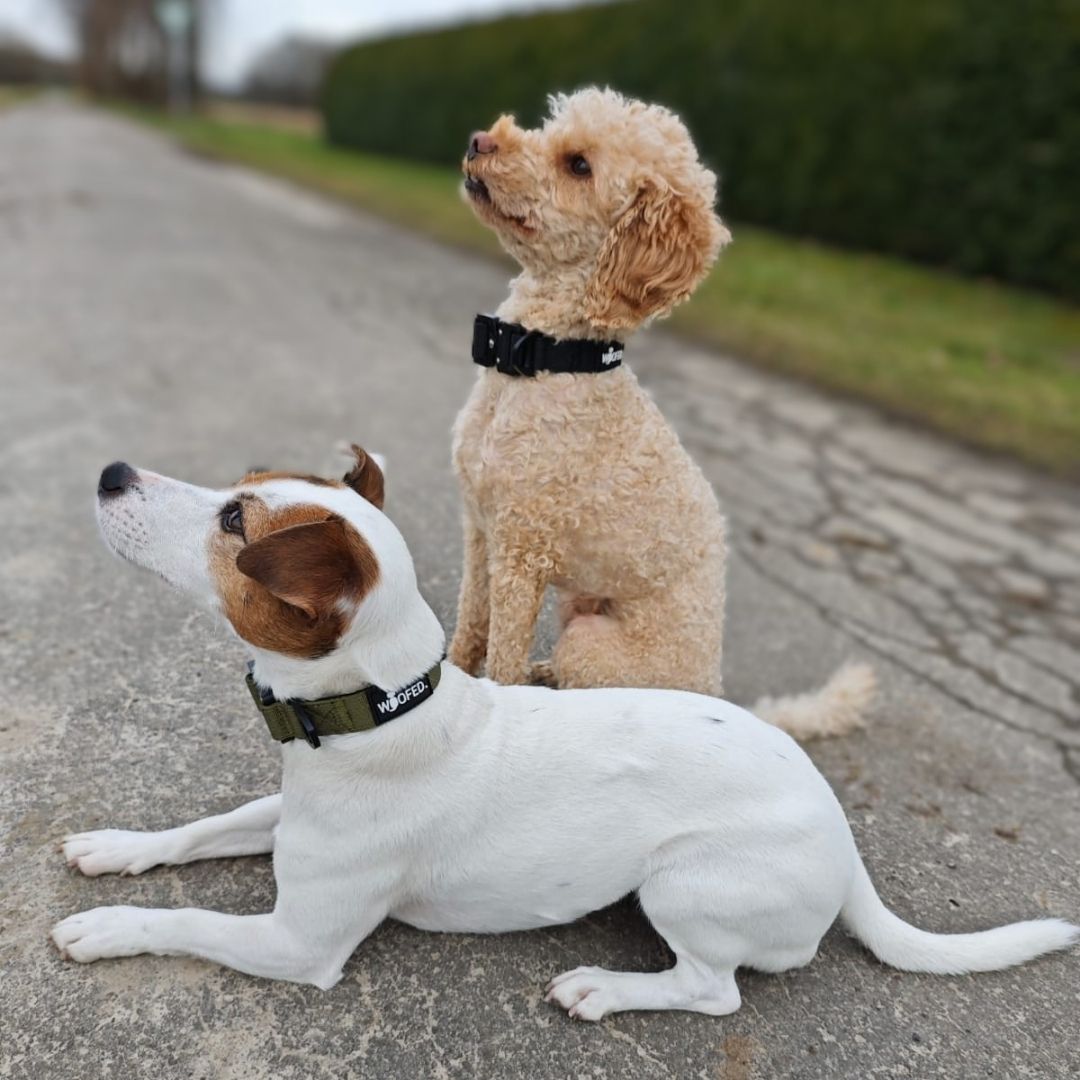 taktisches Nylon Halsband für kleine Hunde Military Olive