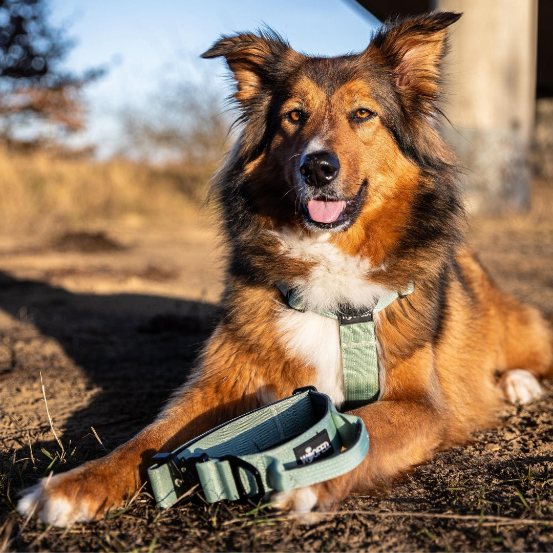 Brauner Hund liegend, leicht seitliche Nahaufnahme, trägt salbeigrünes Halsband; passende Leine liegt vorne im Sand