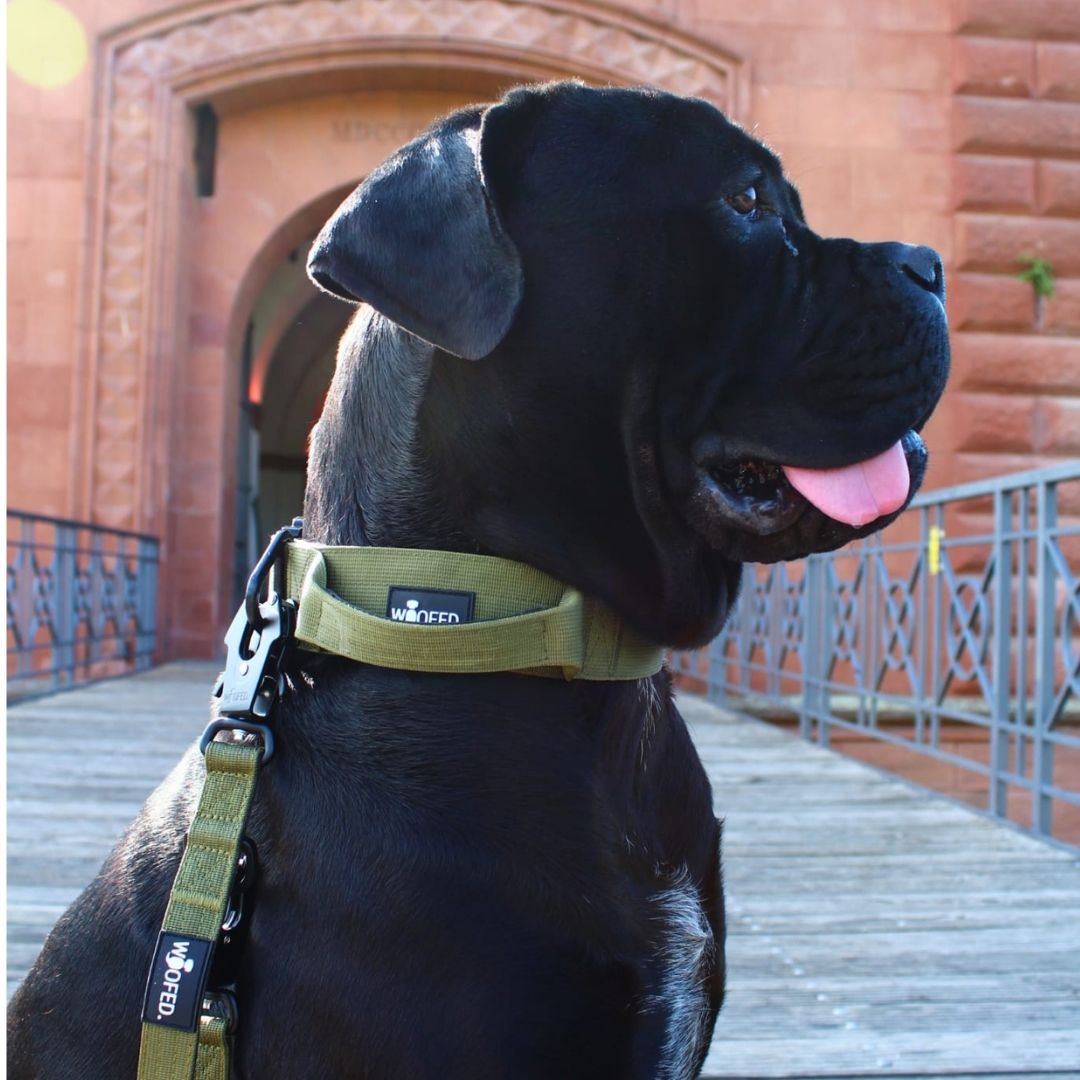 taktisches Nylon Halsband mit Griff Military Olive - ultraleicht