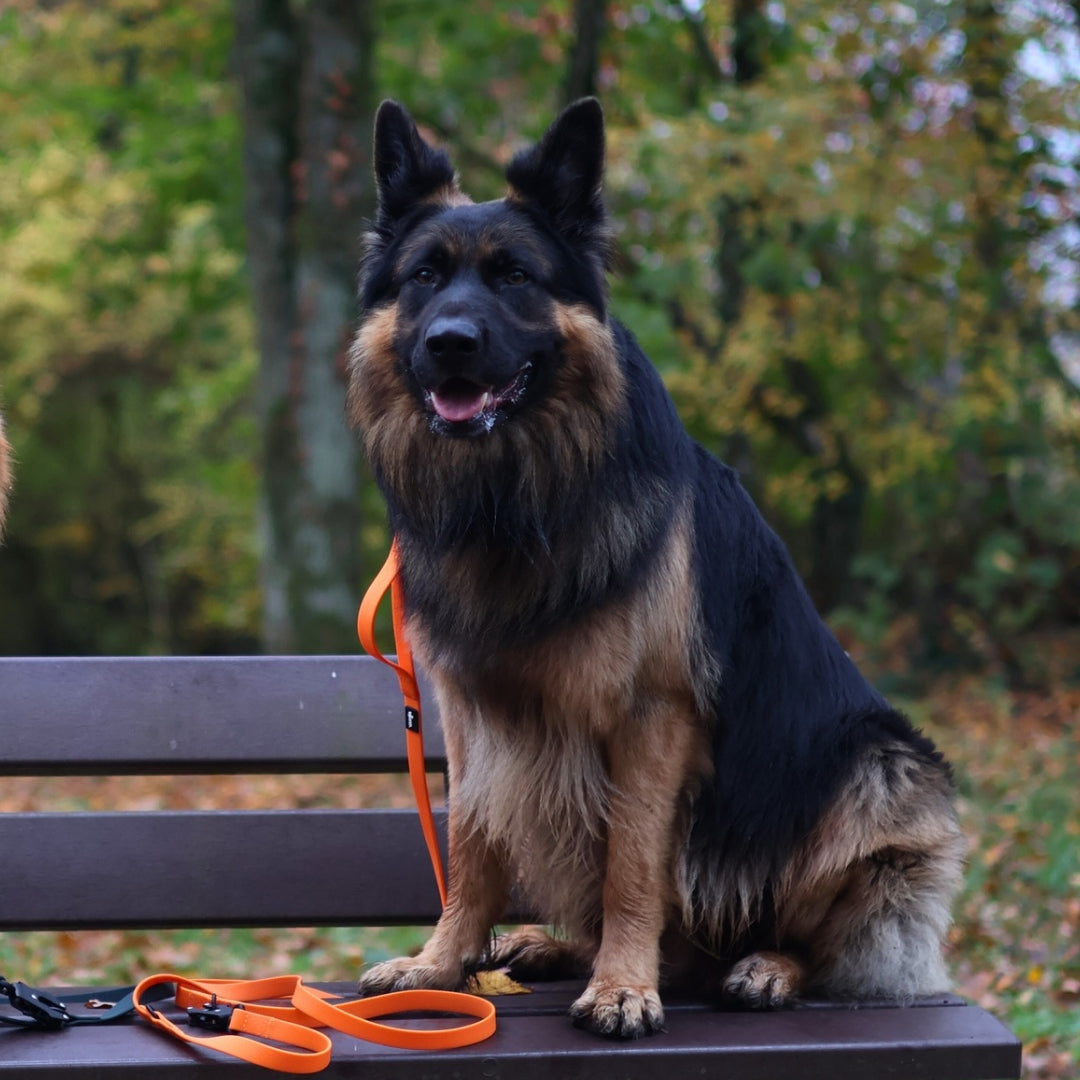 Führleine WOOFLEX® Tactical verstellbar Sunset Orange