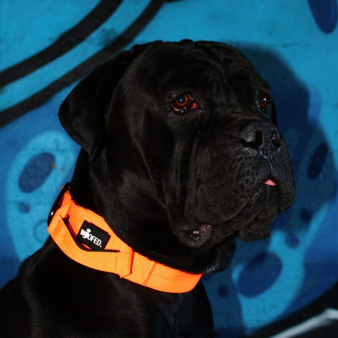 taktisches Nylon Halsband Safety Orange - ultraleicht