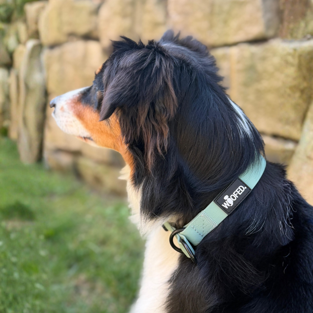 Zugstopphalsband WOOFLEX® Jade Green