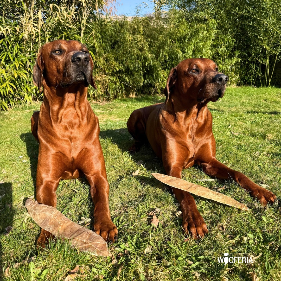 Zwei rötlich-braune Hunde liegen im Gras, vor ihnen je eine lange getrocknete Kalbsblase