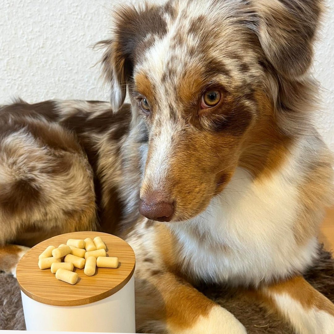 Ricotta Trainings Softies