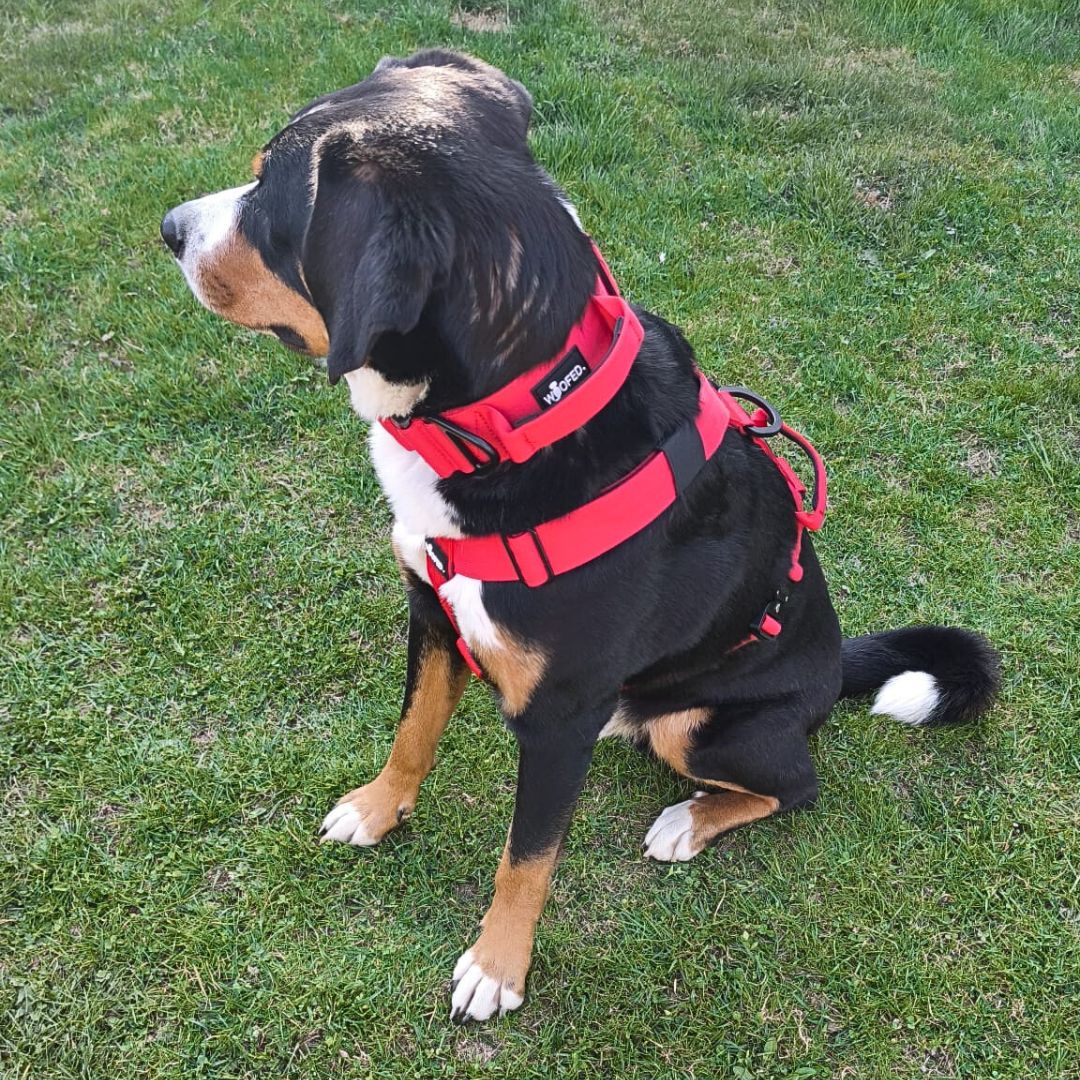 Y-Hundegeschirr 4fach-verstellbar mit Griff und Sicherheitsschnallen Rosso Red - ultraleicht