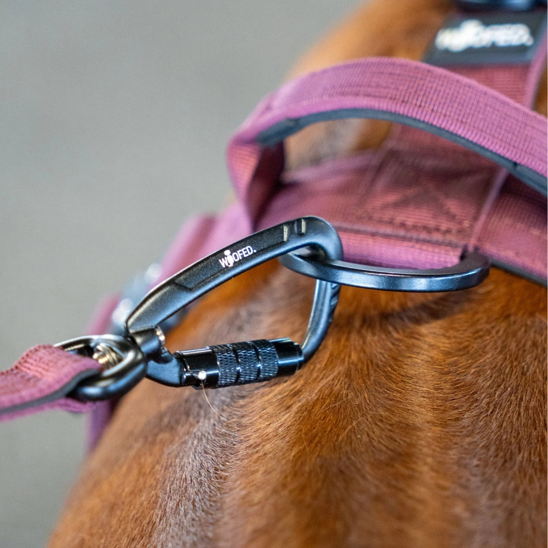 Nylon Pro Führleine Bordeaux