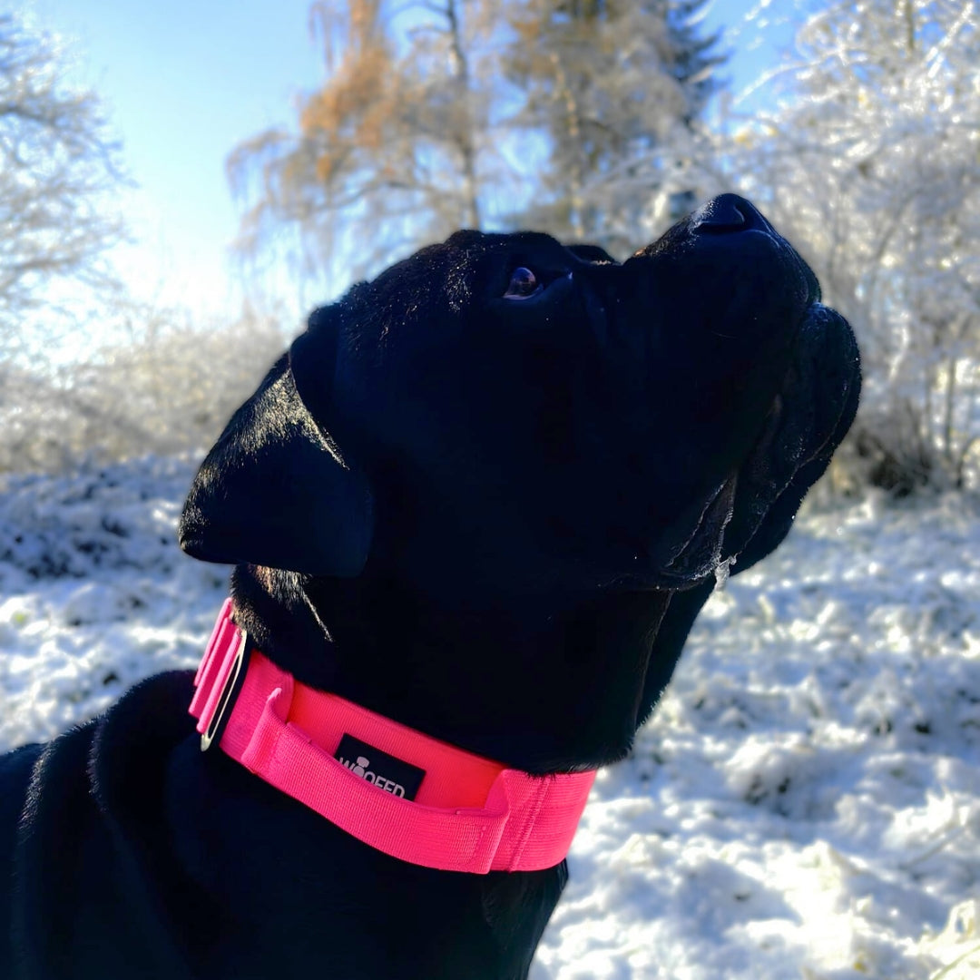 taktisches Nylon Halsband Pink Bloom - ultraleicht