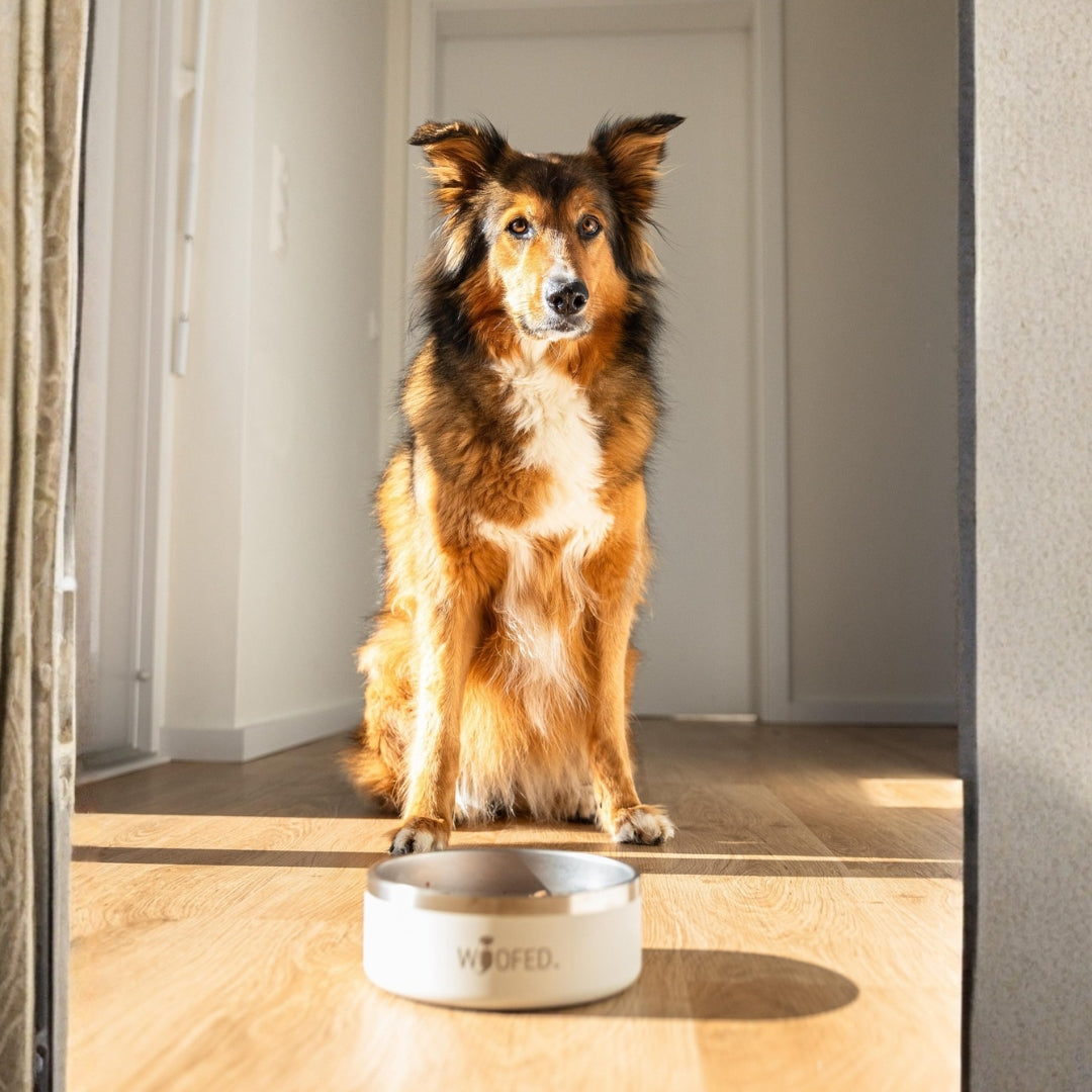 Premium Edelstahlnapf Creamy Beige