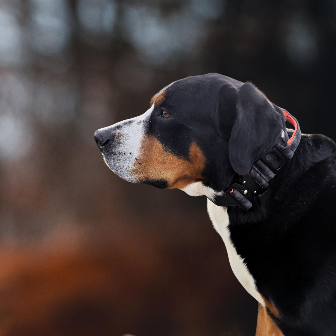 taktisches Nylon Halsband Signal Camo - ultraleicht