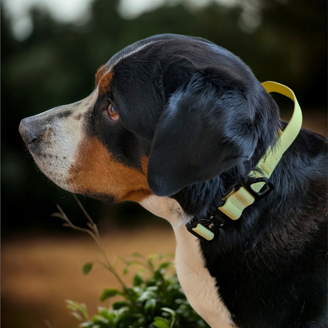 Halsband WOOFLEX® Tactical verstellbar mit Griff Lemon Grass