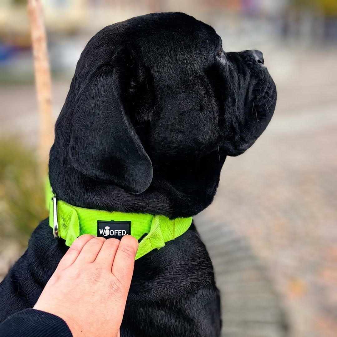 taktisches Nylon Halsband Apple Green