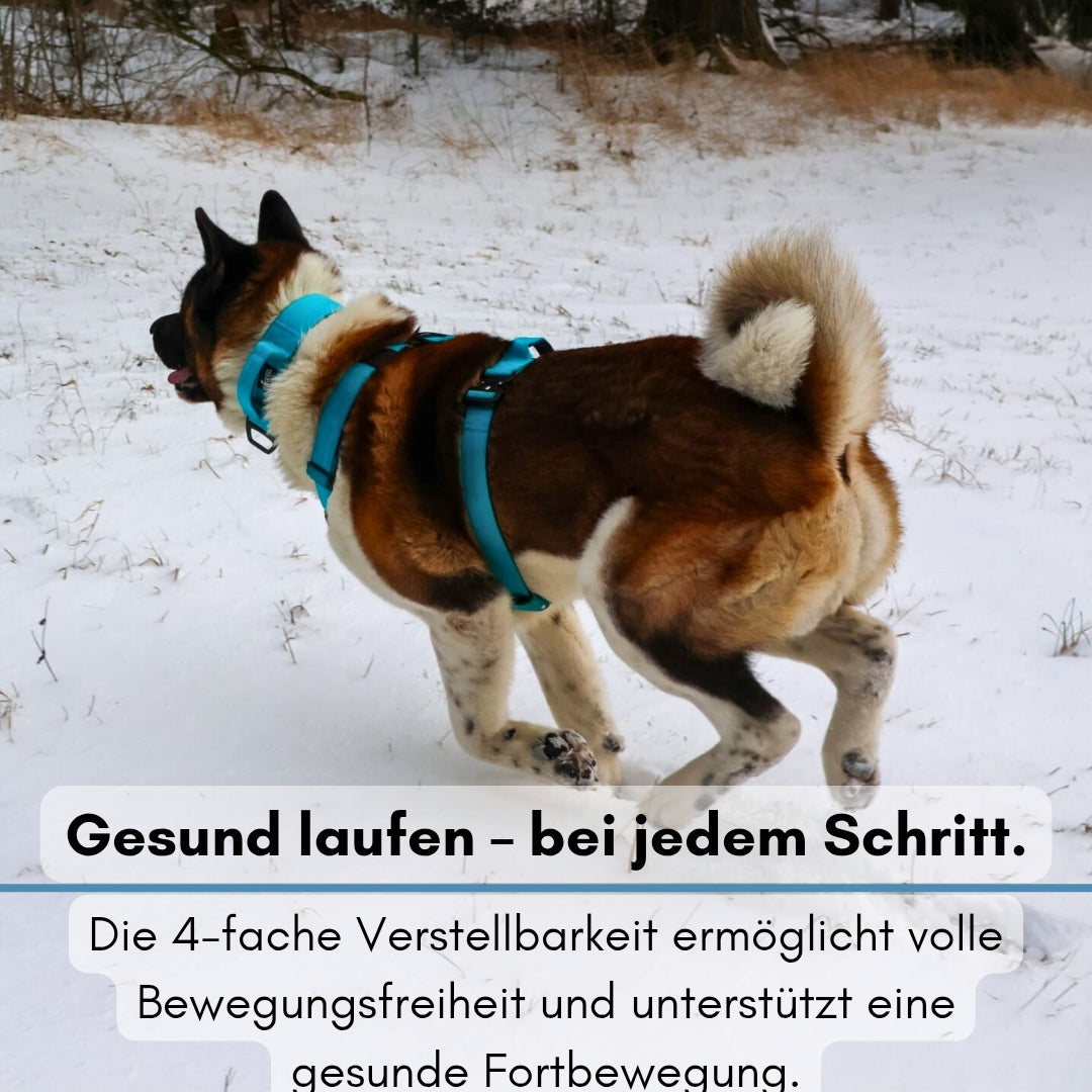 Y-Hundegeschirr 4fach-verstellbar mit Griff und Sicherheitsschnallen Arctic Sky - ultraleicht