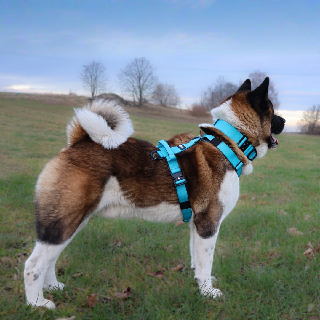 Y-Hundegeschirr 4fach-verstellbar mit Griff und Sicherheitsschnallen Arctic Sky - ultraleicht