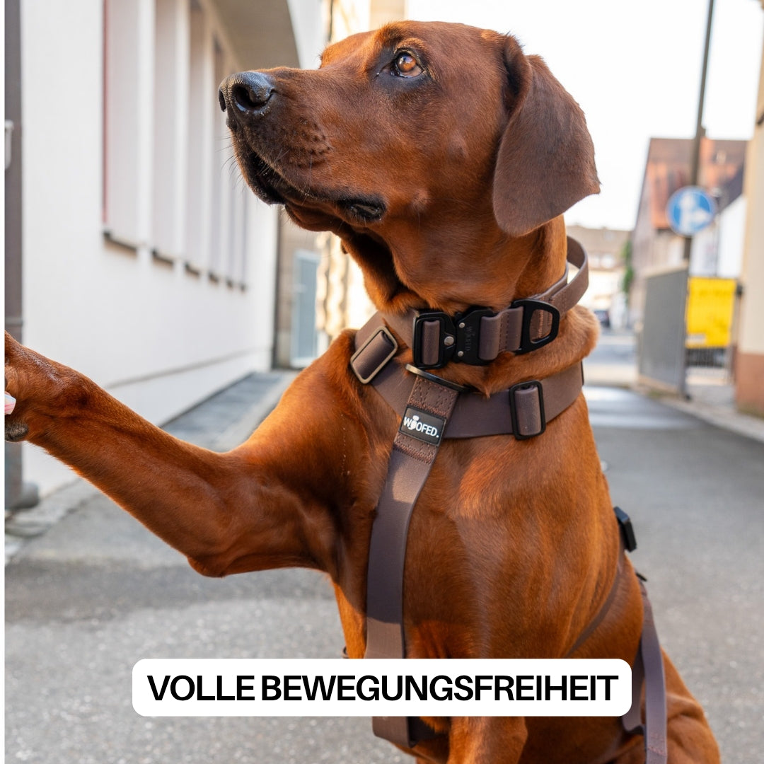 Y-Hundegeschirr WOOFLEX® 4fach-verstellbar mit Griff und Sicherheitsschnallen Espresso - wasserfest