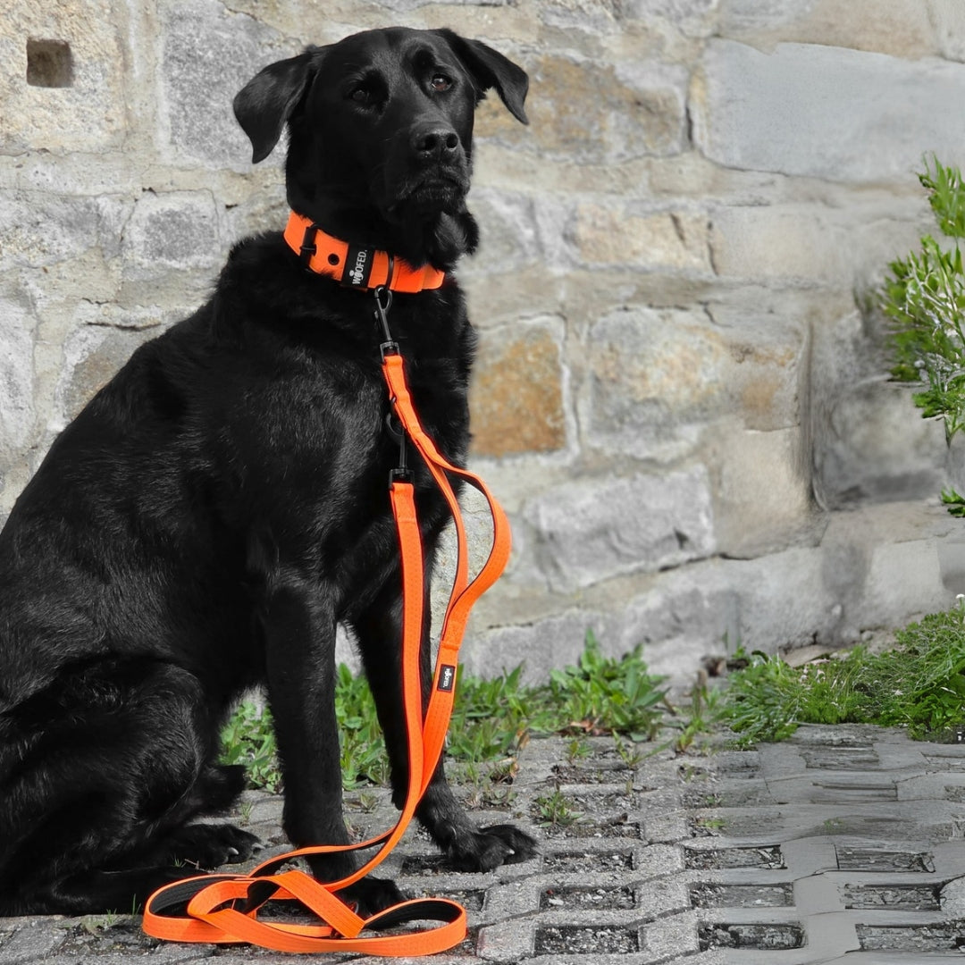 Nylon Classic Führleine Safety Orange