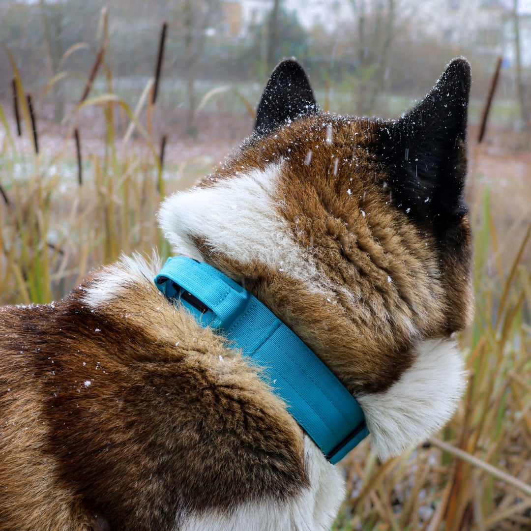 taktisches Nylon Halsband Arctic Sky - ultraleicht