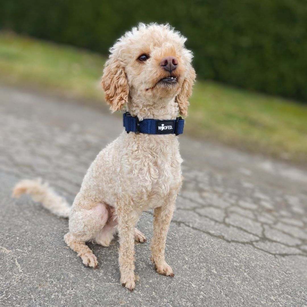 taktisches Nylon Halsband für kleine Hunde Midnight Blue