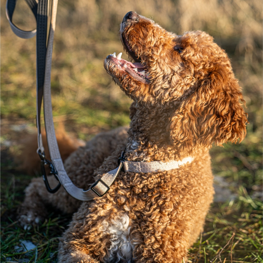 Nylon Retrieverleine verstellbar Desert Tan