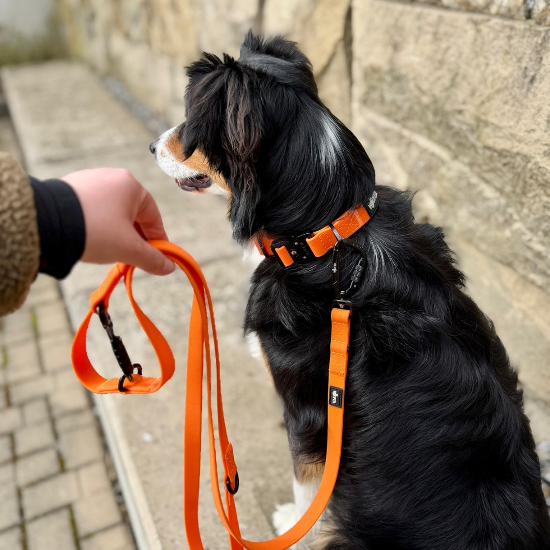 Orange verstellbare Führleine mit schwarzem Karabiner, gehalten neben Halsband eines sitzenden schwarz-braun-weißen Hundes