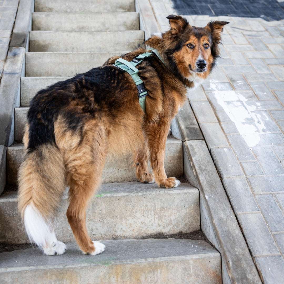 Y-Hundegeschirr 4fach-verstellbar mit Griff und Sicherheitsschnallen Sage Green - ultraleicht