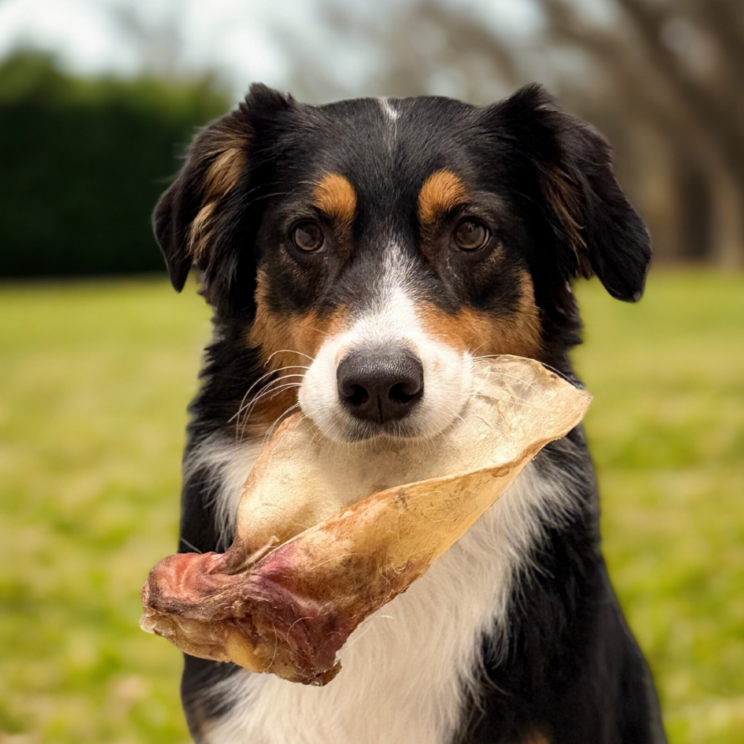 Rinderohr XL mit Muschel