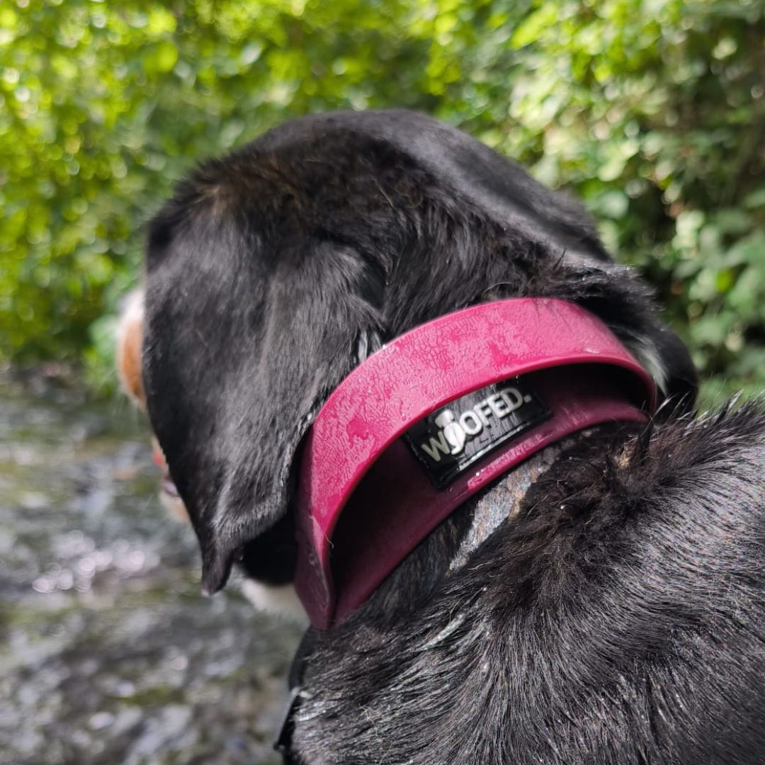 Halsband WOOFLEX® Tactical verstellbar mit Griff Burgundy