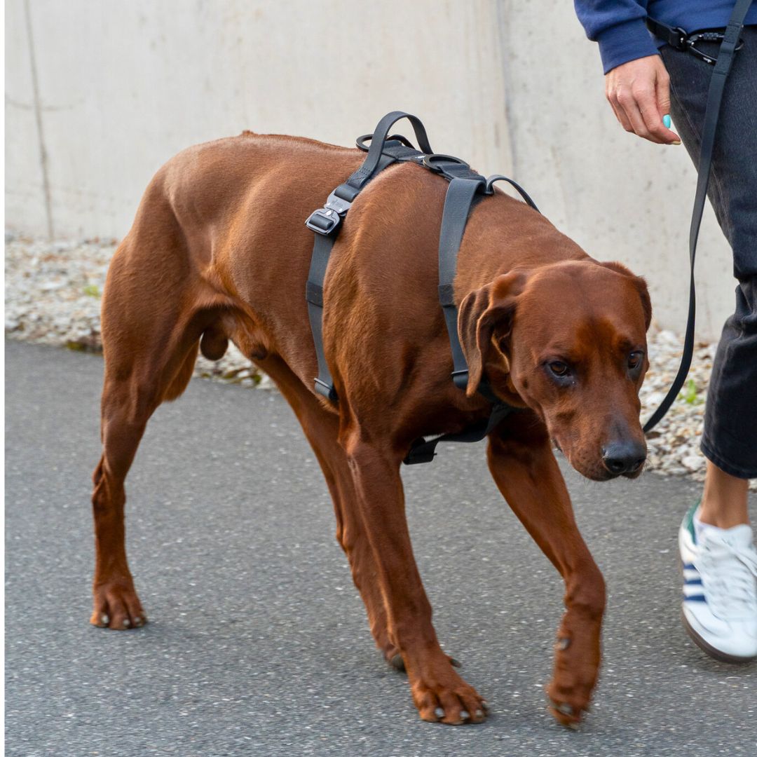 Y-Hundegeschirr WOOFLEX® 4fach-verstellbar mit Griff und Sicherheitsschnallen Phantom Black - wasserfest