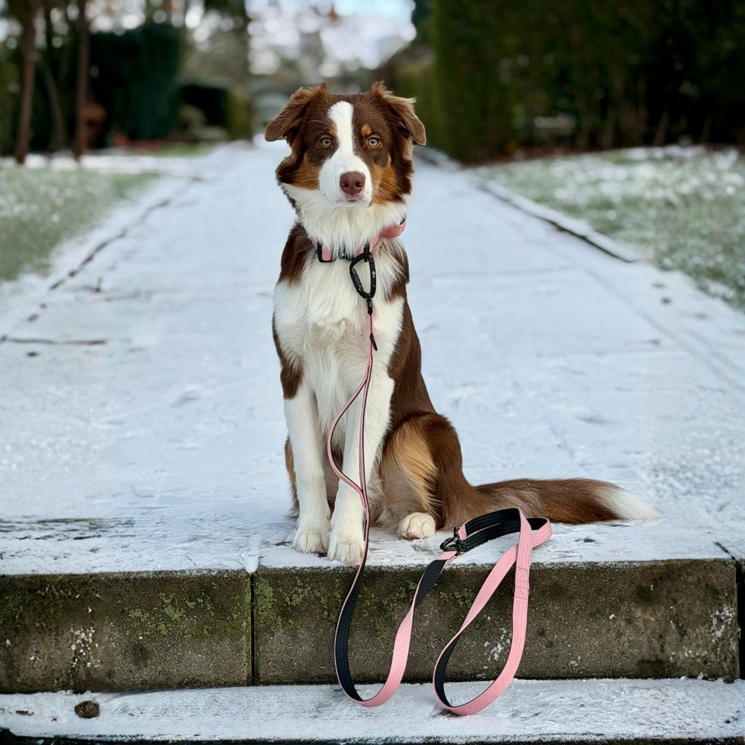 Nylon Pro Führleine Dusty Rose