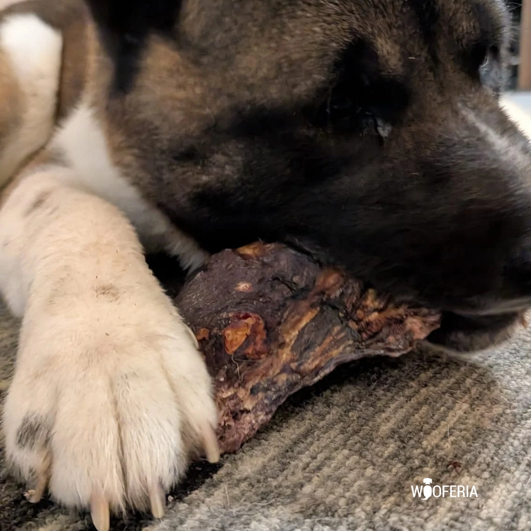 Nahaufnahme: Hund knabbert dunkle, getrocknete Rinder-Lefze zwischen Pfote und Schnauze auf Teppich