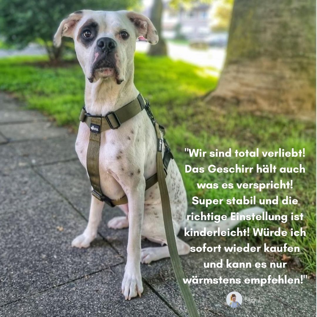 Y-Hundegeschirr 4fach-verstellbar mit Griff und Sicherheitsschnallen Military Olive - ultraleicht