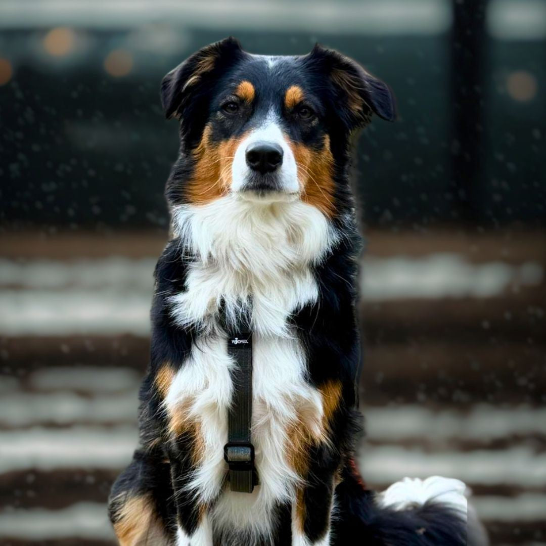 Y-Hundegeschirr 4fach-verstellbar mit Griff und Sicherheitsschnallen Anthracite - ultraleicht