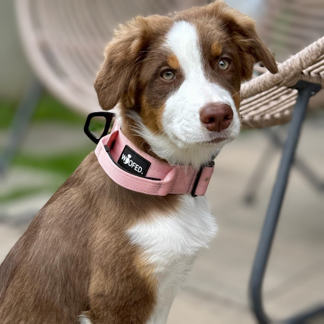 taktisches Nylon Halsband mit Griff Dusty Rose - ultraleicht