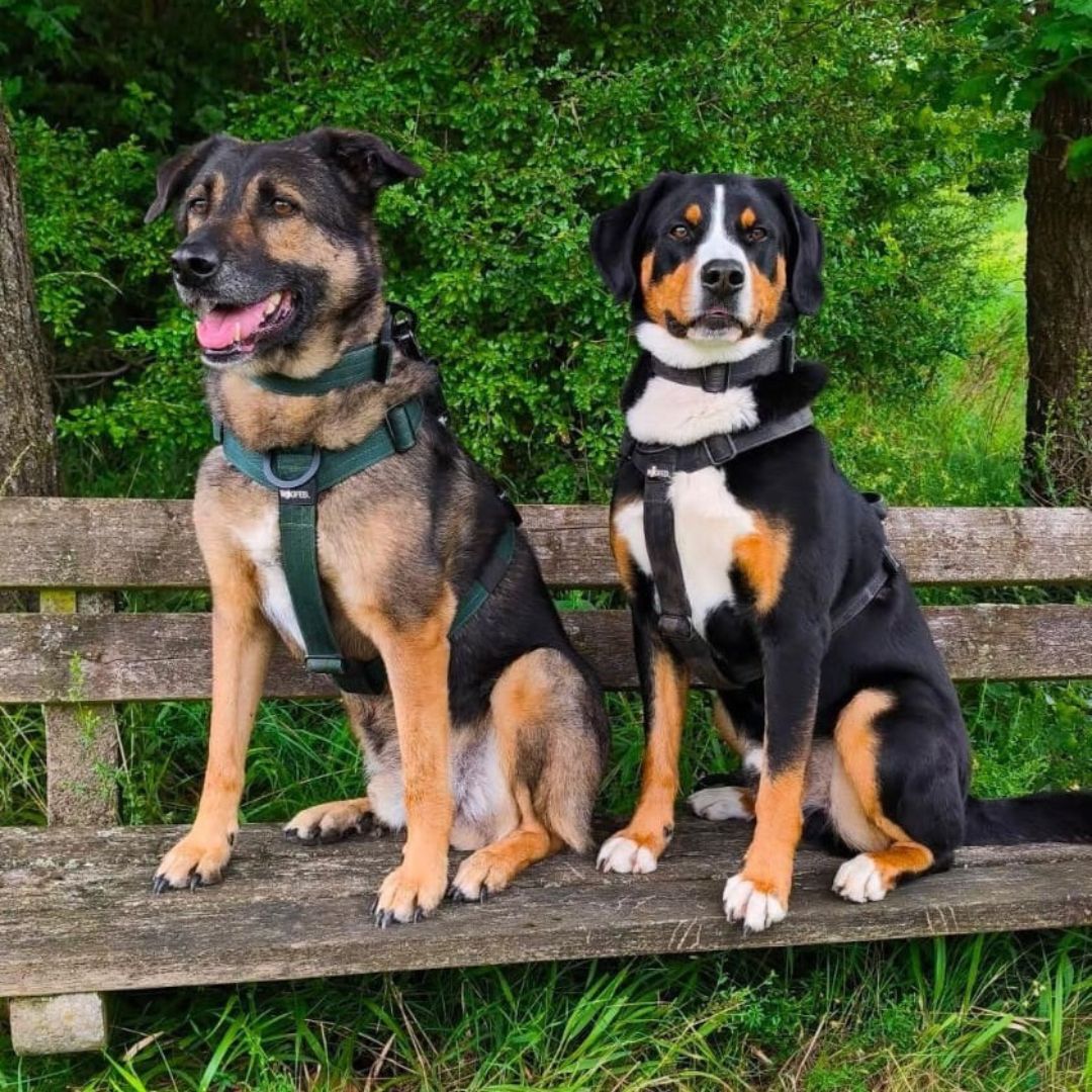 Y-Hundegeschirr 4fach-verstellbar mit Griff und Sicherheitsschnallen Camo - ultraleicht