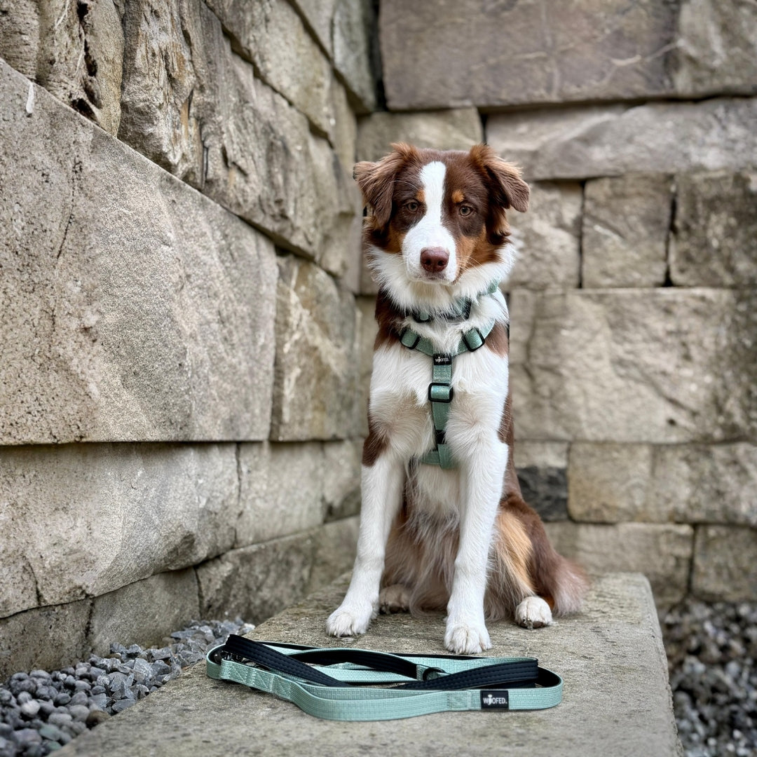 Y-Hundegeschirr 4fach-verstellbar mit Griff und Sicherheitsschnallen Sage Green - ultraleicht