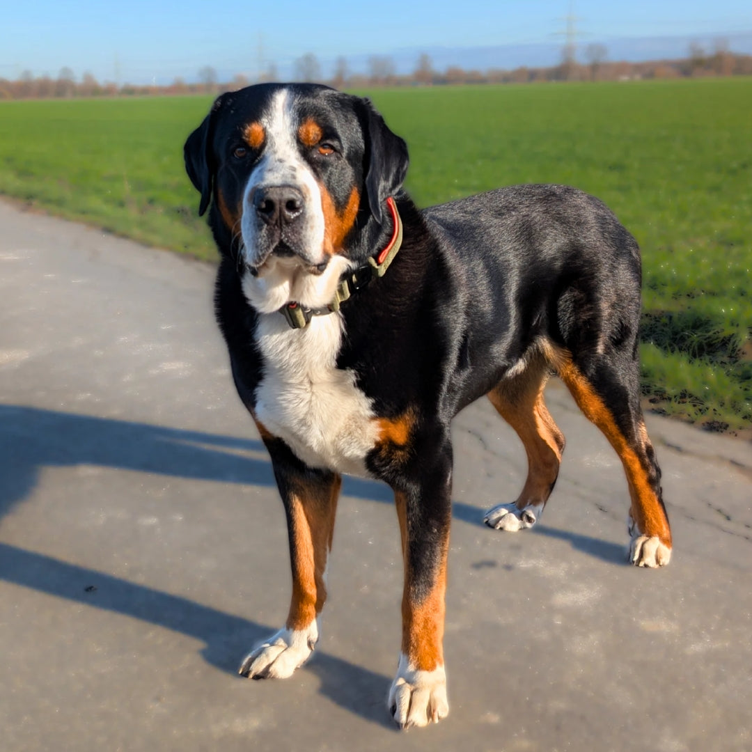 taktisches Nylon Halsband Hunter Glow - ultraleicht