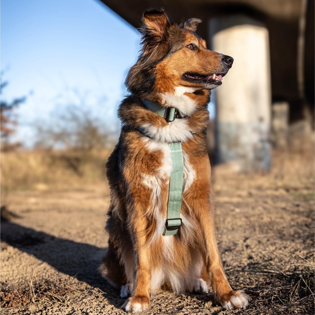 Sitzender Hund, Dreiviertelansicht, trägt sagegrünes Y‑Hundegeschirr mit vertikalem Bruststeg und sichtbaren Verstellschnalle