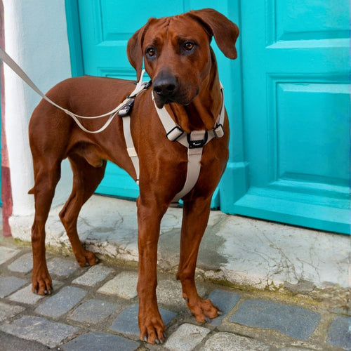 Y - Hundegeschirr WOOFLEX® 4fach - verstellbar mit Griff und Sicherheitsschnallen Desert Sand - wasserfest - WOOFED.