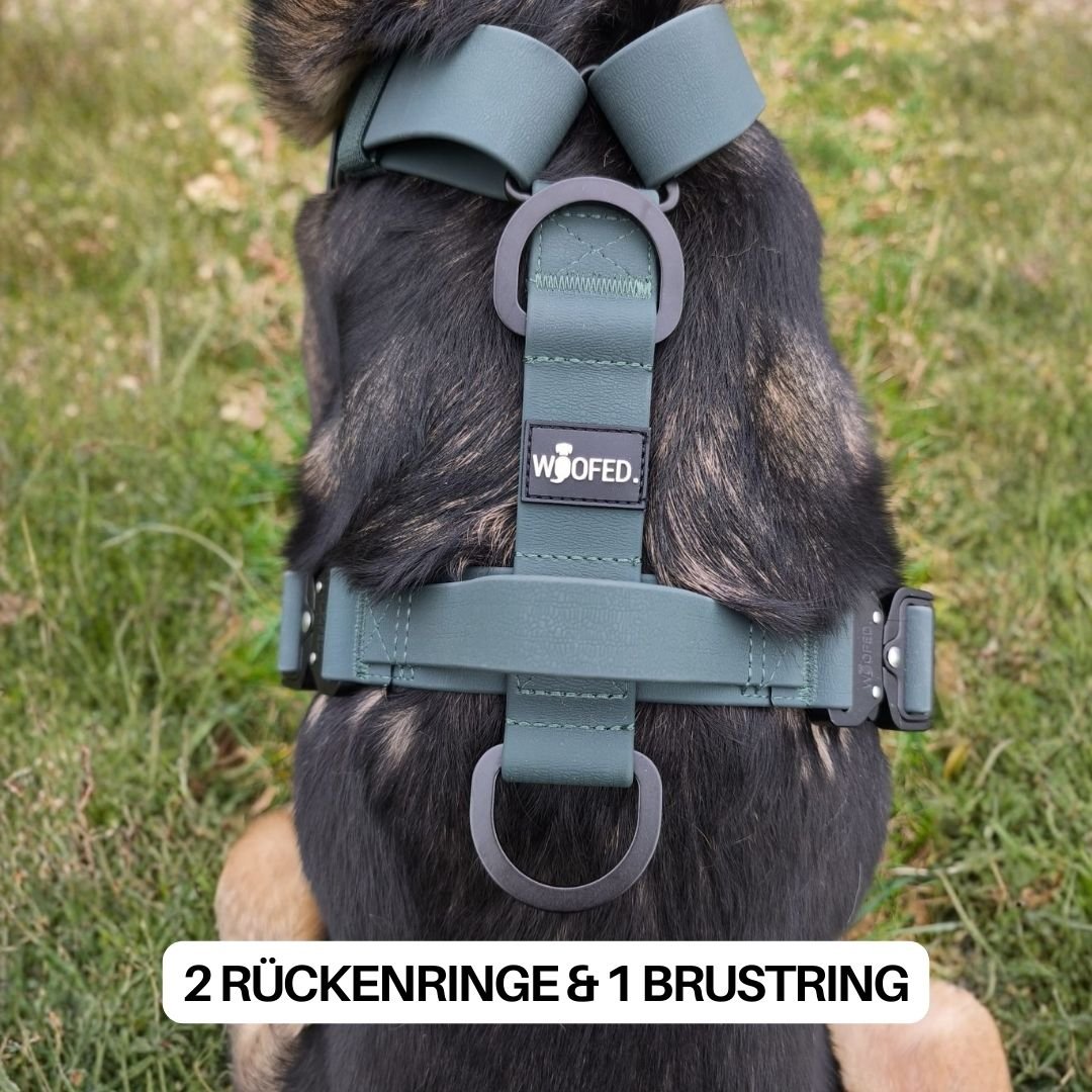 Rückenansicht Y-Hundegeschirr WOOFLEX Hunting Green mit 2 Rückenringen und 1 Brustring auf Hund im Gras