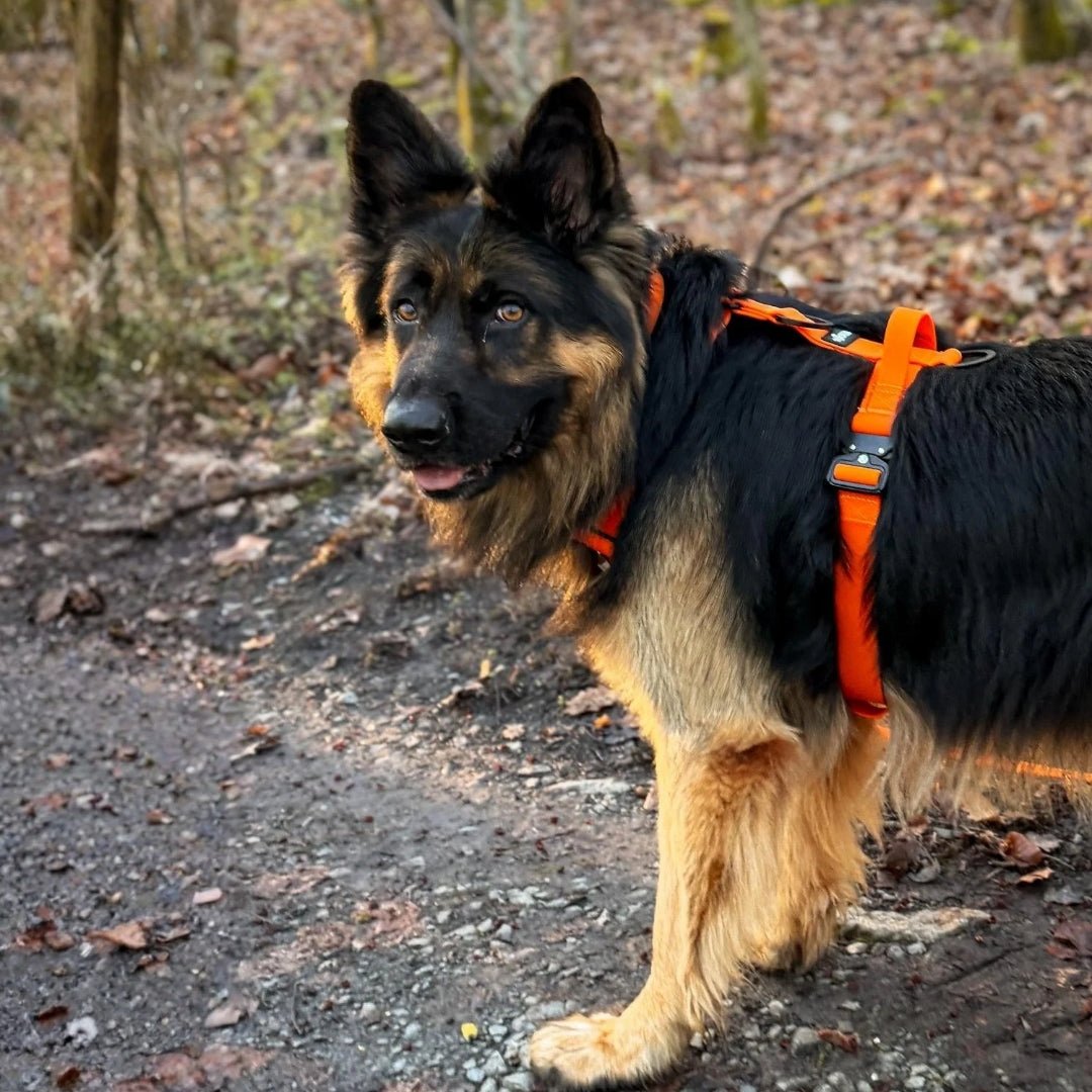 Y - Hundegeschirr WOOFLEX® 4fach - verstellbar mit Griff und Sicherheitsschnallen Sunset Orange - wasserfest - WOOFED.