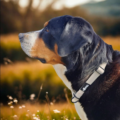 Zugstopphalsband WOOFLEX® Desert Sand - WOOFED.