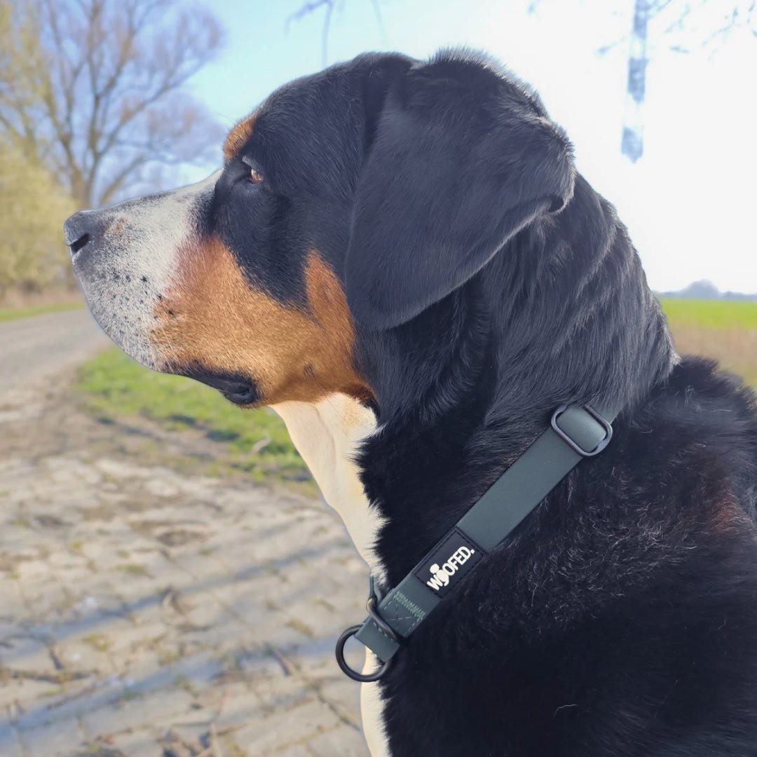 Zugstopphalsband WOOFLEX® Hunting Green - WOOFED.