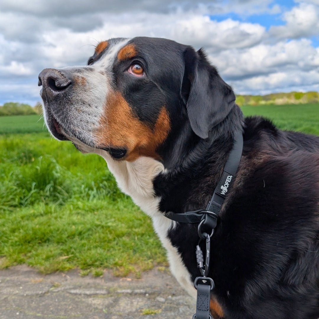 Zugstopphalsband WOOFLEX® Phantom Black - WOOFED.