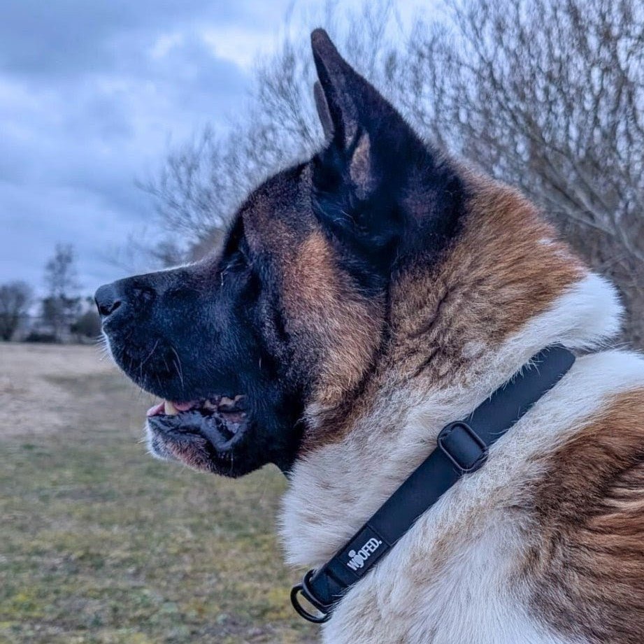 Zugstopphalsband WOOFLEX® Phantom Black - WOOFED.